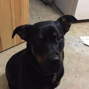 Meet your Posher, Alexia